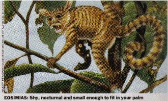 Time's Eosimias illustration