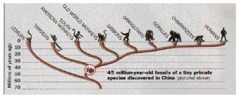 evolutionary tree