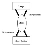 Mammal Circulatory System