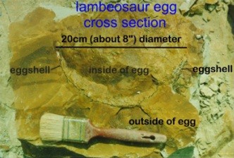 Dino egg