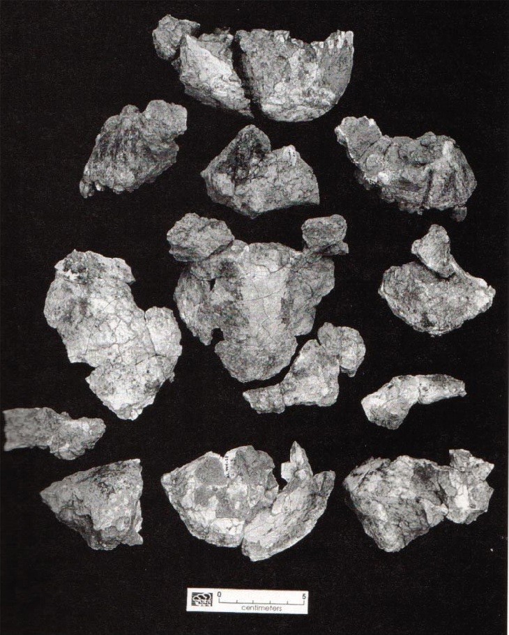 16 skull fragments