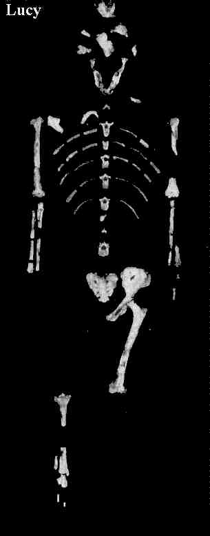 Lucy