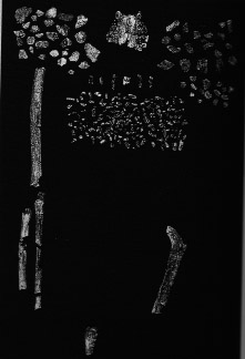 OH 62 partial skeleton