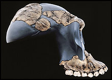 Australopithecus garhi side view