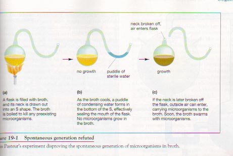 Fig. 19-1. Pasteur's Experiment