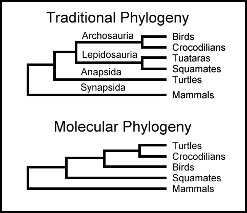 Comparison of phylogeny