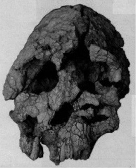 Kenyanthropus, front