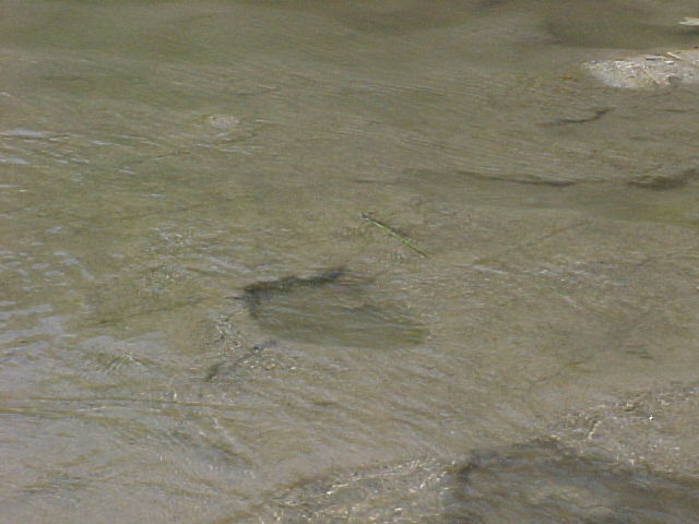 two submerged tracks